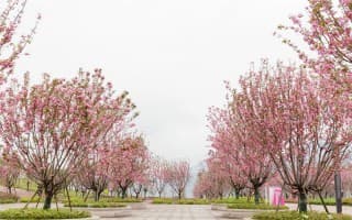 校园的樱花广场