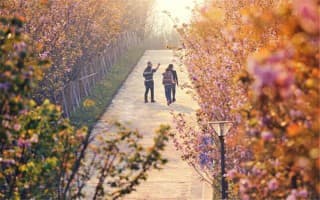校园的樱花大道