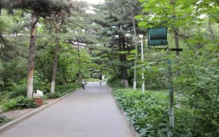 林荫景色