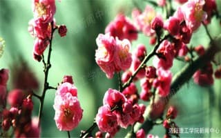 梅花