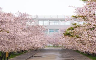 樱花道