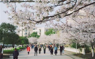 湖北经济学院樱花大道