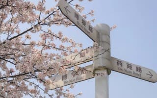 樱花