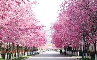 樱花大道