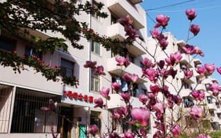 玉兰花开